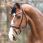 Kavalkade Bridle Florina