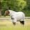 Horseware Newmarket Manta Antimosca Plus