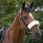 Equitheme Noseband Cover Teddy