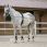 Riding World Long Reins