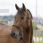 Riding World Headcollar Fine Ethological With Lead Rope