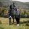Amigo Turnout Rug FieldSafe Reflectech Plus 1200D 50g
