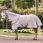 Amigo Bug Rug Pony
