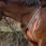 Antares Elastic Breastplate