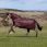 LeMieux Arika Ripstop 200g Turnout Rug