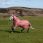LeMieux Arika Star Turnout Rug 100g