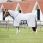 Bucas Buzz Off X Big Neck Vliegendeken