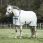Bucas Power Turnout Light