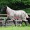 Bucas Fly Rug Freedom + Full Neck Hazelnut
