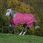 Bucas Freedom Turnout 300 gr