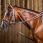 Dy'on Draw Reins Leather Grip 'Working'