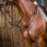 Dy'on Running Martingale ''Working''