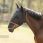 Equilibrium field relief max fly mask