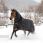 Bucas Irish Turnout Light + Neck Black