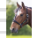 Shires Greenguard Halster