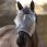Lemieux Fly Mask