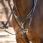 LeMieux Arika Elastic Breastplate Brown / Silver Full