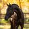 LeMieux Headcollar Essence Black
