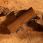 Horseware Shedding Comb Signature Wood