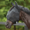Weatherbeeta Fly Mask ComFiTec Double Dart Deluxe With Ears