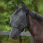 Weatherbeeta Fly Mask ComFiTec Double Dart Deluxe With Ears And Nose