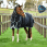 Weatherbeeta Turnout Medium/Lite ComFiTec Ultra Comfi