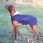 Kentucky dog coat