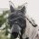 Kentucky fly mask with ears and nose