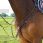 Lj leathers new pro breastplate