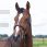 Lj leathers bridle new pro