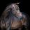 LJ Leathers Bridle Legendary