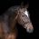 LJ Leathers Dressage bridle Stellux Rolled Leather