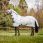 Amigo Mio Fly Rug