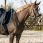 QHP Thiedeman Rein Set Horse