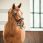 Nibago Bridle Zhivago