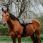 Norton Bareback Riding Mat Kiowa