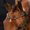 Presteq Browband ShineBright