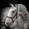 Rambo micklem headcollar