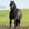 Rambo staldeken blauw 200 gram