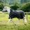 Rambo Wug Lite Black