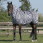 Riding World Sweet-Itch Rug Zebra