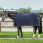 Bucas Show-Line Fleece Rug