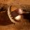 Horseware Face Borstel Signature Wood