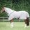 Dominick Fly Rug + Hood