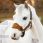 Lemieux Vogue Headcollar & leadrope Mini Alpine