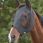 Weatherbeeta Flymask Deluxe Bug Eye Black