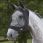 Weatherbeeta Flymask Deluxe Eye Saver + Ears