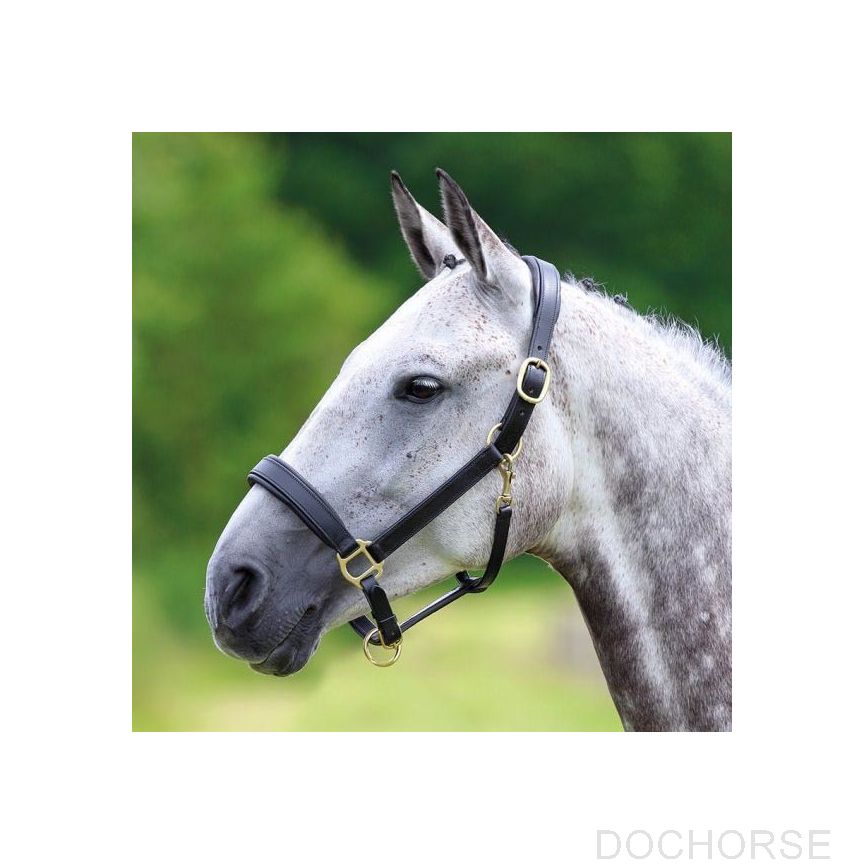 Shires Headcollar Blenheim